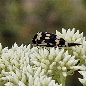 Hoshihananomia leucosticta at Kingsdale, NSW - 25 Nov 2024 08:54 AM