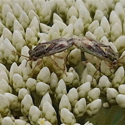 Germalus victoriae (A seed bug) at Kingsdale, NSW - 25 Nov 2024 by trevorpreston