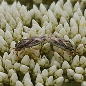 Germalus victoriae at Kingsdale, NSW - 25 Nov 2024