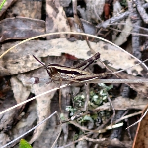 Macrotona australis at Kingsdale, NSW by trevorpreston