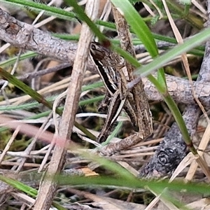 Macrotona australis at Kingsdale, NSW - 25 Nov 2024 08:52 AM