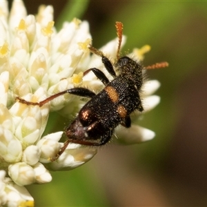 Eleale pulchra at Denman Prospect, ACT - 25 Nov 2024