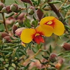 Dillwynia phylicoides (A Parrot-pea) at Kingsdale, NSW - 24 Nov 2024 by trevorpreston