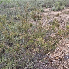 Dillwynia phylicoides at Kingsdale, NSW - 25 Nov 2024