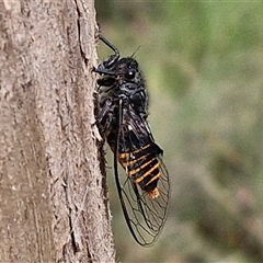 Pauropsalta mneme (Alarm Clock Squawker) at Kingsdale, NSW - 24 Nov 2024 by trevorpreston