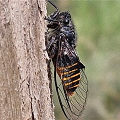 Pauropsalta mneme at Kingsdale, NSW - 25 Nov 2024