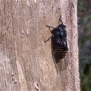 Pauropsalta mneme at Kingsdale, NSW - 25 Nov 2024