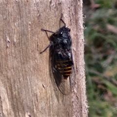 Pauropsalta mneme at Kingsdale, NSW - 25 Nov 2024