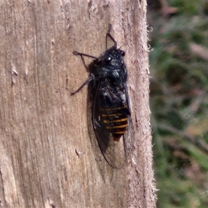 Pauropsalta mneme at Kingsdale, NSW - 25 Nov 2024