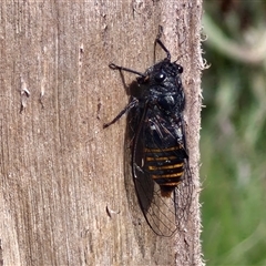 Pauropsalta mneme at Kingsdale, NSW - 25 Nov 2024