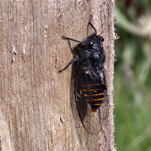 Pauropsalta mneme at Kingsdale, NSW - 25 Nov 2024 08:49 AM