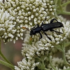 Eleale simplex (Clerid beetle) at Kingsdale, NSW - 24 Nov 2024 by trevorpreston