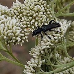 Eleale simplex at Kingsdale, NSW - 25 Nov 2024 08:47 AM