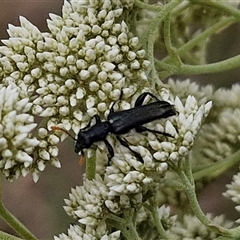 Eleale simplex at Kingsdale, NSW - 25 Nov 2024 08:47 AM