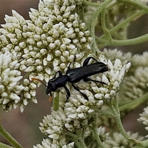 Eleale simplex at Kingsdale, NSW - 25 Nov 2024 08:47 AM