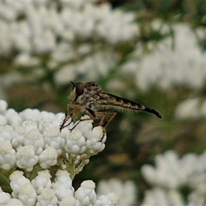 Cerdistus sp. (genus) (Slender Robber Fly) at Kingsdale, NSW by trevorpreston