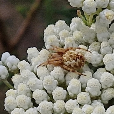 Araneus hamiltoni (Hamilton's Orb Weaver) at Kingsdale, NSW - 24 Nov 2024 by trevorpreston