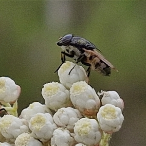 Stomorhina subapicalis at Kingsdale, NSW - 25 Nov 2024 08:45 AM