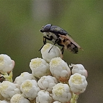 Stomorhina subapicalis (A snout fly) at Kingsdale, NSW - 24 Nov 2024 by trevorpreston