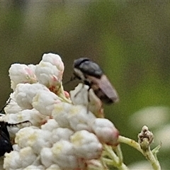 Stomorhina subapicalis at Kingsdale, NSW - 25 Nov 2024