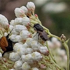 Stomorhina subapicalis at Kingsdale, NSW - 25 Nov 2024