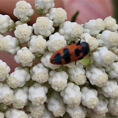 Castiarina hilaris (A jewel beetle) at Kingsdale, NSW - 24 Nov 2024 by trevorpreston