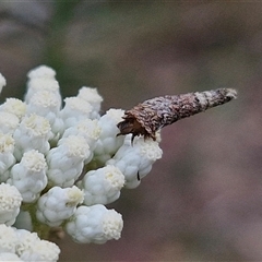 Conoeca guildingi (A case moth) at Kingsdale, NSW - 24 Nov 2024 by trevorpreston