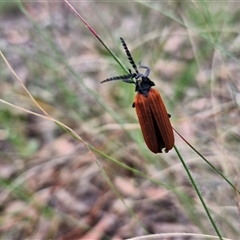 Porrostoma rhipidium (Long-nosed Lycid (Net-winged) beetle) at Kingsdale, NSW - 25 Nov 2024 by trevorpreston