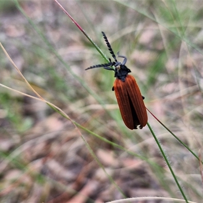 Porrostoma rhipidium (Long-nosed Lycid (Net-winged) beetle) at Kingsdale, NSW - 24 Nov 2024 by trevorpreston