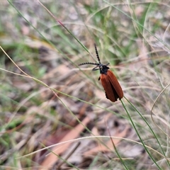 Porrostoma rhipidium at Kingsdale, NSW - 25 Nov 2024 08:41 AM