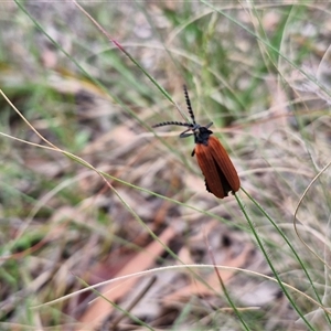 Porrostoma rhipidium at Kingsdale, NSW - 25 Nov 2024 08:41 AM