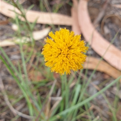 Rutidosis leptorhynchoides (Button Wrinklewort) at Barton, ACT - 25 Nov 2024 by Jeanette