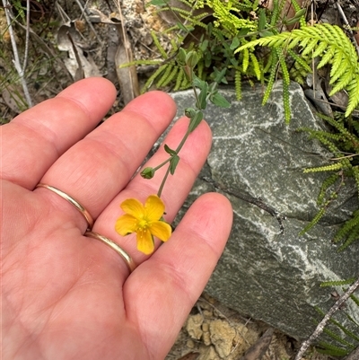 Hypericum gramineum (Small St Johns Wort) at Lake Conjola, NSW - 26 Nov 2024 by lbradley