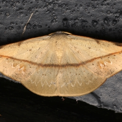 Onycodes rubra (A Geometer moth (Oenochrominae)) at Bulli, NSW - 24 Nov 2024 by jb2602