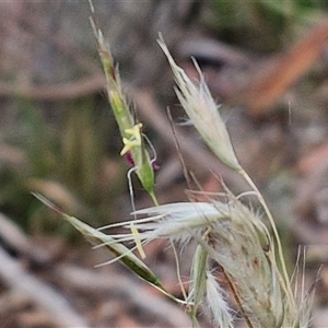 Rytidosperma sp. at Kingsdale, NSW - 25 Nov 2024 08:40 AM