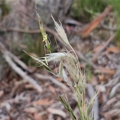 Rytidosperma sp. at Kingsdale, NSW - 25 Nov 2024