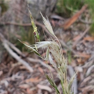 Rytidosperma sp. at Kingsdale, NSW - 25 Nov 2024 08:40 AM