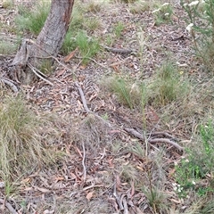 Rytidosperma sp. at Kingsdale, NSW - 25 Nov 2024 08:40 AM