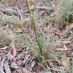 Rytidosperma sp. at Kingsdale, NSW - 25 Nov 2024 08:40 AM