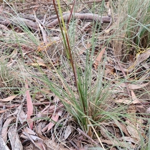 Rytidosperma sp. at Kingsdale, NSW - 25 Nov 2024 08:40 AM