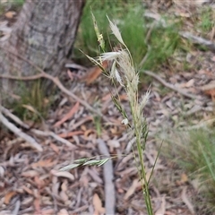 Rytidosperma sp. at Kingsdale, NSW - 25 Nov 2024 08:40 AM