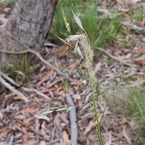 Rytidosperma sp. at Kingsdale, NSW - 25 Nov 2024 08:40 AM