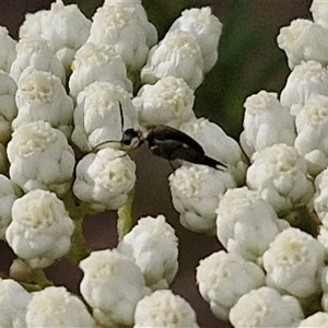 Mordella sp. (genus) at Kingsdale, NSW - 25 Nov 2024 08:38 AM