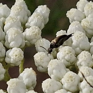 Mordella sp. (genus) at Kingsdale, NSW - 25 Nov 2024 08:38 AM