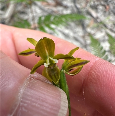 Prasophyllum flavum (Yellow Leek Orchid) at Lake Conjola, NSW - 26 Nov 2024 by lbradley