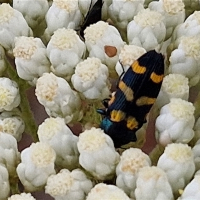 Castiarina livida (Jewel Beetle) at Kingsdale, NSW - 24 Nov 2024 by trevorpreston