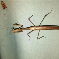 Archimantis latistyla (Stick Mantis, Large Brown Mantis) at Goulburn, NSW - 26 Nov 2024 by glbn1