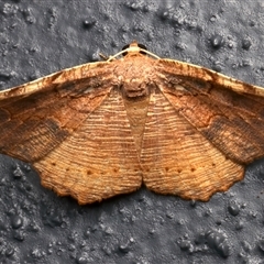 Idiodes rhacodes (A Geometer moth (Ennominae) at Bulli, NSW - 24 Nov 2024 by jb2602