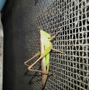 Conocephalus semivittatus at Goulburn, NSW - 25 Nov 2024