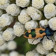 Castiarina hilaris at Kingsdale, NSW - 25 Nov 2024